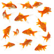 canvas print picture - lots of goldfishes