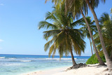 Fototapeta Sypialnia - palm trees on beach