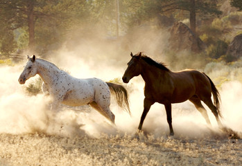 running free
