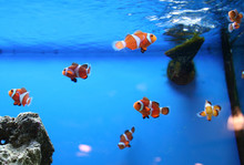 School Of Fish In Aquarium