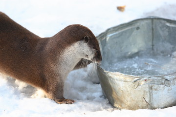 otter with trough