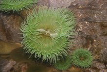 Green Sea Anemone