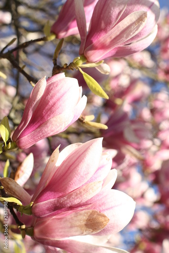 Board z aluminiowym obramowaniem Magnolia fleuri