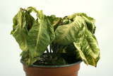 dying plant