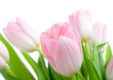 Fototapeta Tulipany - bouquet of tuplips