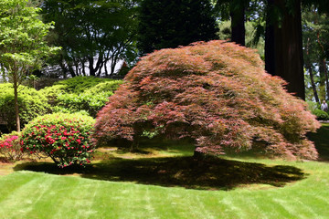 landscaping trees