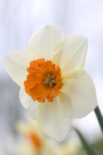 Close Up Daffodil