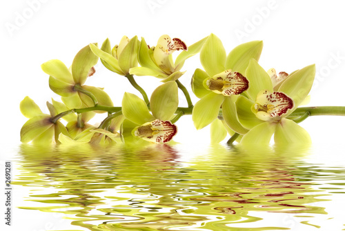 Tapeta ścienna Orchidea