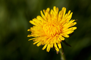 Wall Mural - taraxacum officinale