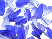 Blue Petals