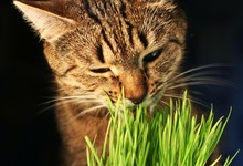 Cat Eathing Grass