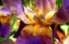 Purple And Yellow Bearded Iris Flower