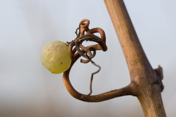 single grape with tendril