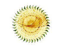 Yellow, Green Fractal Wheel