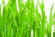 Leinwandbild Motiv fresh grass with dew drops