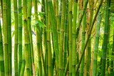 Fototapeta Sypialnia - bamboo stalks