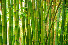 Bamboo Stalks