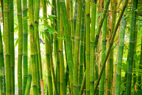 Naklejka dekoracyjna bamboo stalks