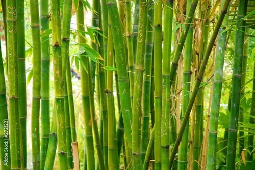 Naklejka - mata magnetyczna na lodówkę bamboo stalks