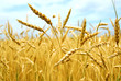 Leinwandbild Motiv grain field