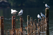 Seagulls On Posts At Derwent Water