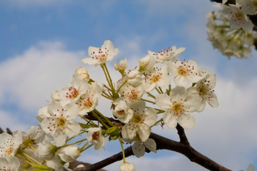 dogwood close up