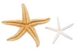 © Jacek Chabraszewski - starfish