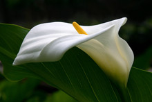 White Calla Lily Profile With Dark Green Foliage Background