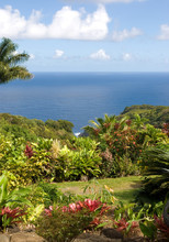 Lush Foliage At A Tropical Garden In Hawaii