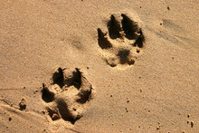 Dog Paw Prints In The Beach Sand