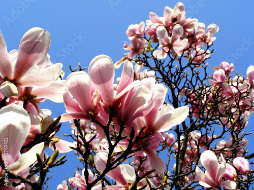 Board z aluminiowym obramowaniem Magnolia