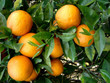 muitas laranjas