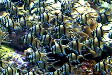 angel fish in a group