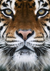 a tiger