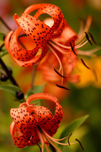 Tiger Lilly Flower