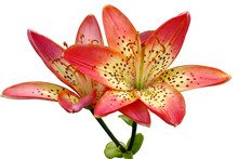 The Tiger's Lilly