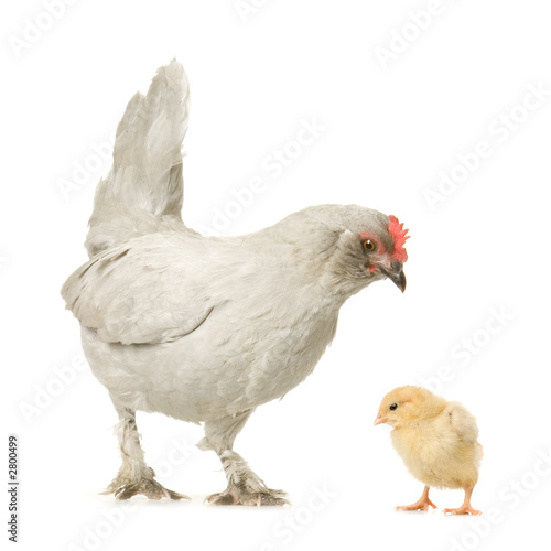 Zdjęcie XXL kura i jej laska