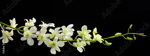 Tapeta ścienna Orchidea w sprayu na czarno