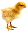 Golden chicken chick that looks angry isolated on a white background