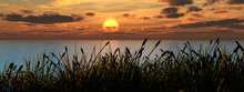 Reeds_sunset
