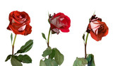 three stages of withering of a rose