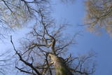 Fototapeta Sawanna - arbres vers le ciel