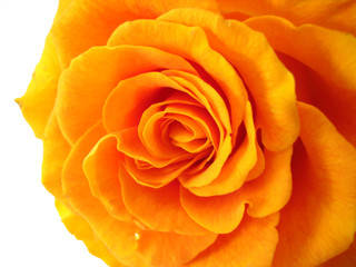 Wall Mural - orange rose on white background, macro