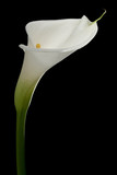 beautiful white calla lily