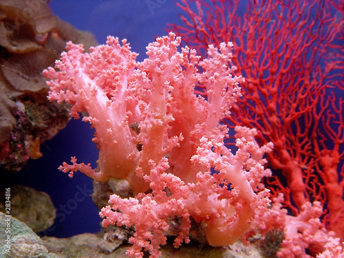 Naklejka na kafelki beautiful coral