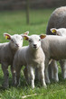 curious lambs