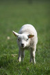 canvas print picture cute little lamb