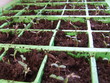 small seedlings