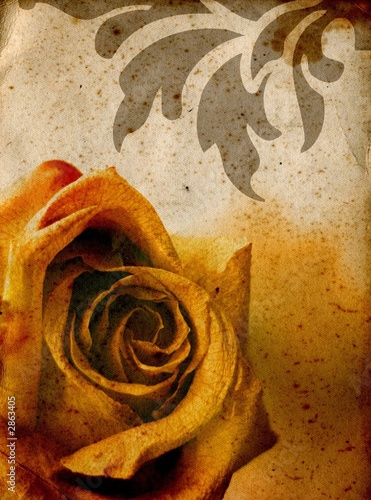 Plakat na zamówienie warm rose background