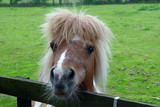 pony ii